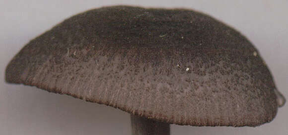 Image of Entoloma chalybeum (Pers.) Noordel. 1982