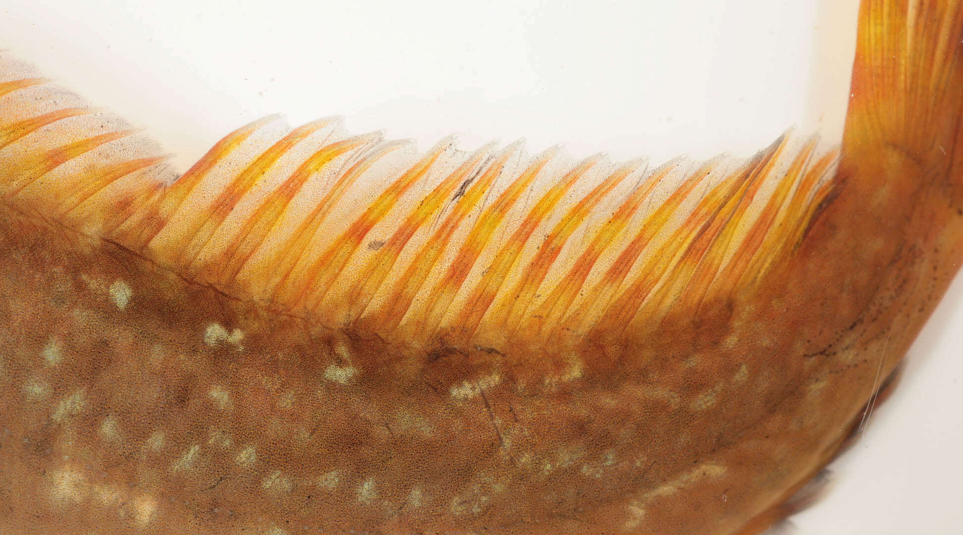 Image of Lipophrys