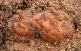 Image of Orange-tipped sea squirt