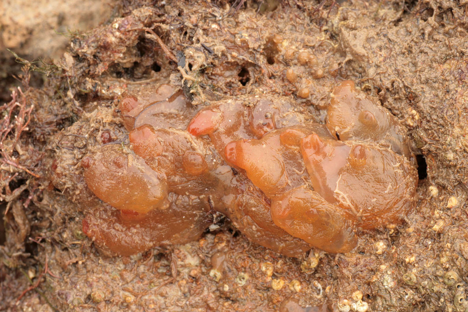 Image of Orange-tipped sea squirt