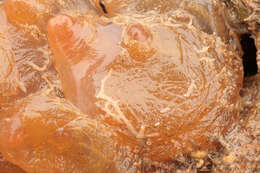 Image of Orange-tipped sea squirt