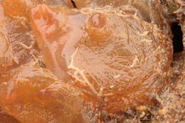 Image of Orange-tipped sea squirt