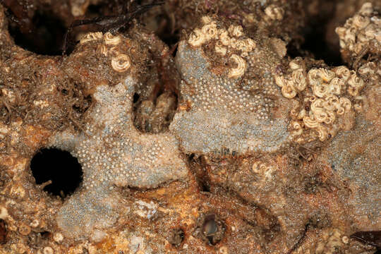 Image of Marine bryozoan