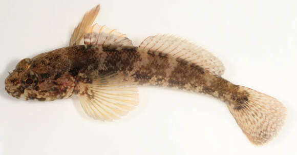 Image of Rock Goby