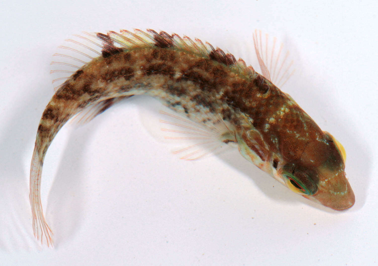 Image of Corkwing Wrasse