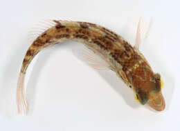 Image of Corkwing Wrasse