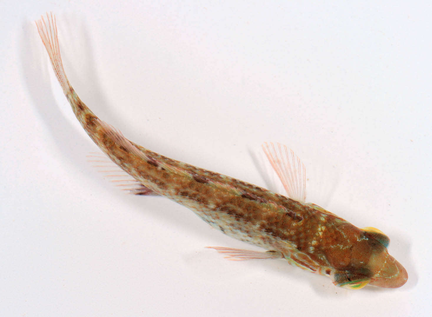 Image of Corkwing Wrasse