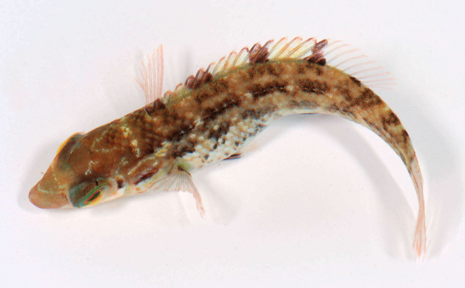 Image of Corkwing Wrasse