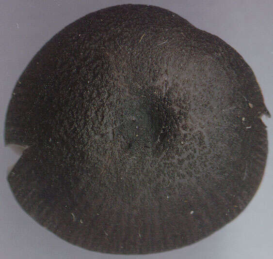 Image of Entoloma chalybeum (Pers.) Noordel. 1982