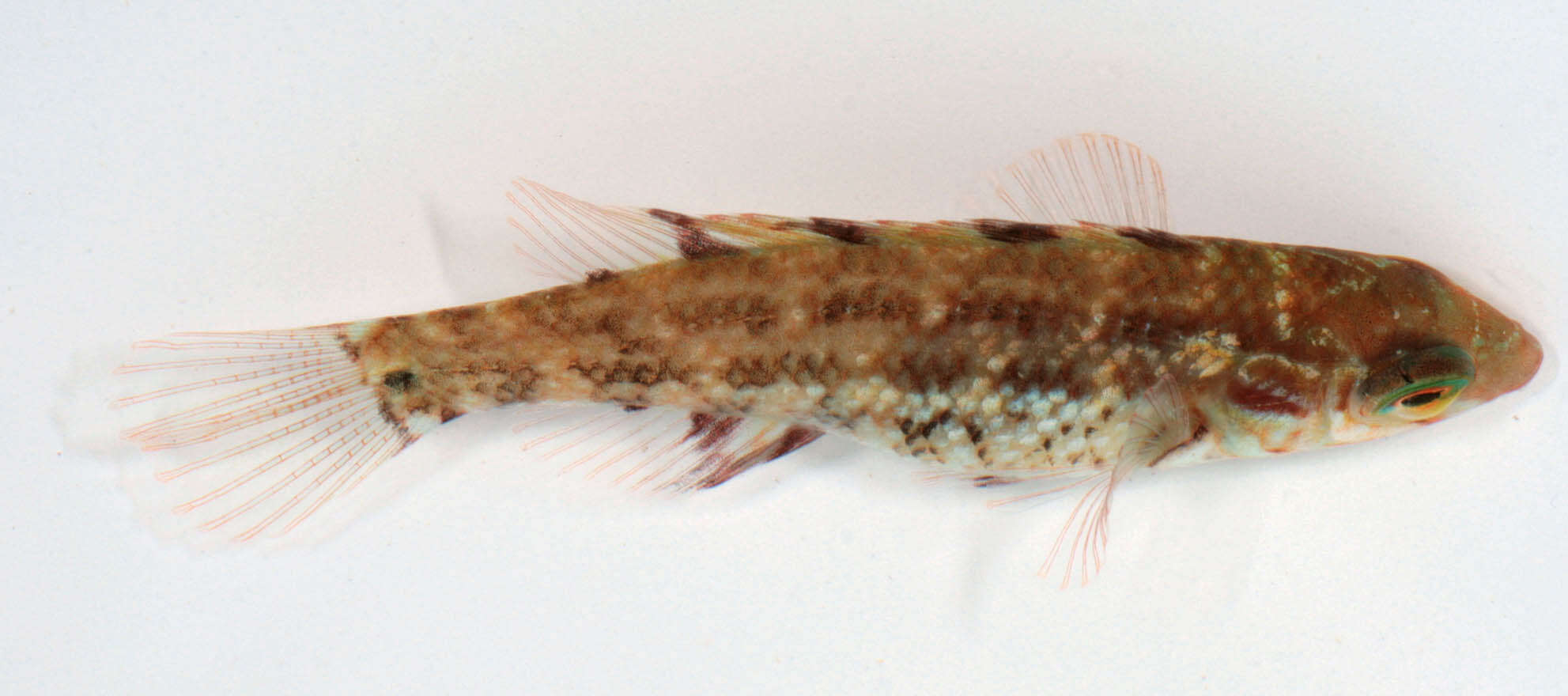 Image of Corkwing Wrasse