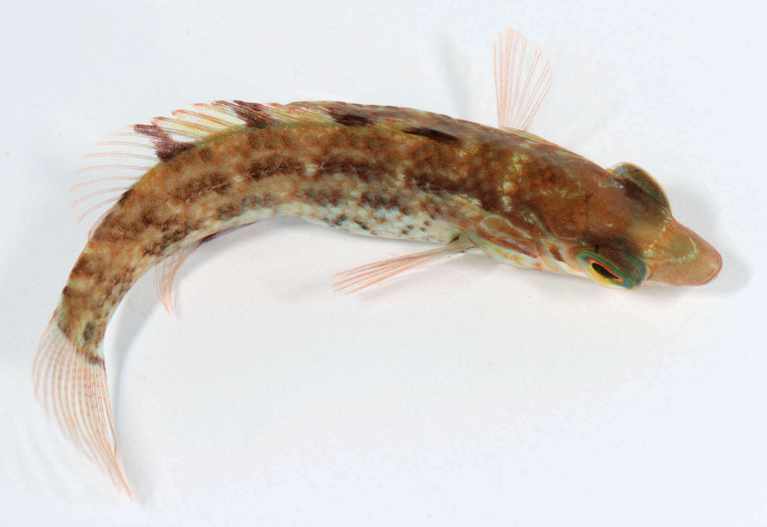 Image of Corkwing Wrasse