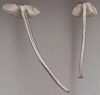 Image of Entoloma chalybeum (Pers.) Noordel. 1982