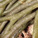 Image of dead man's fingers