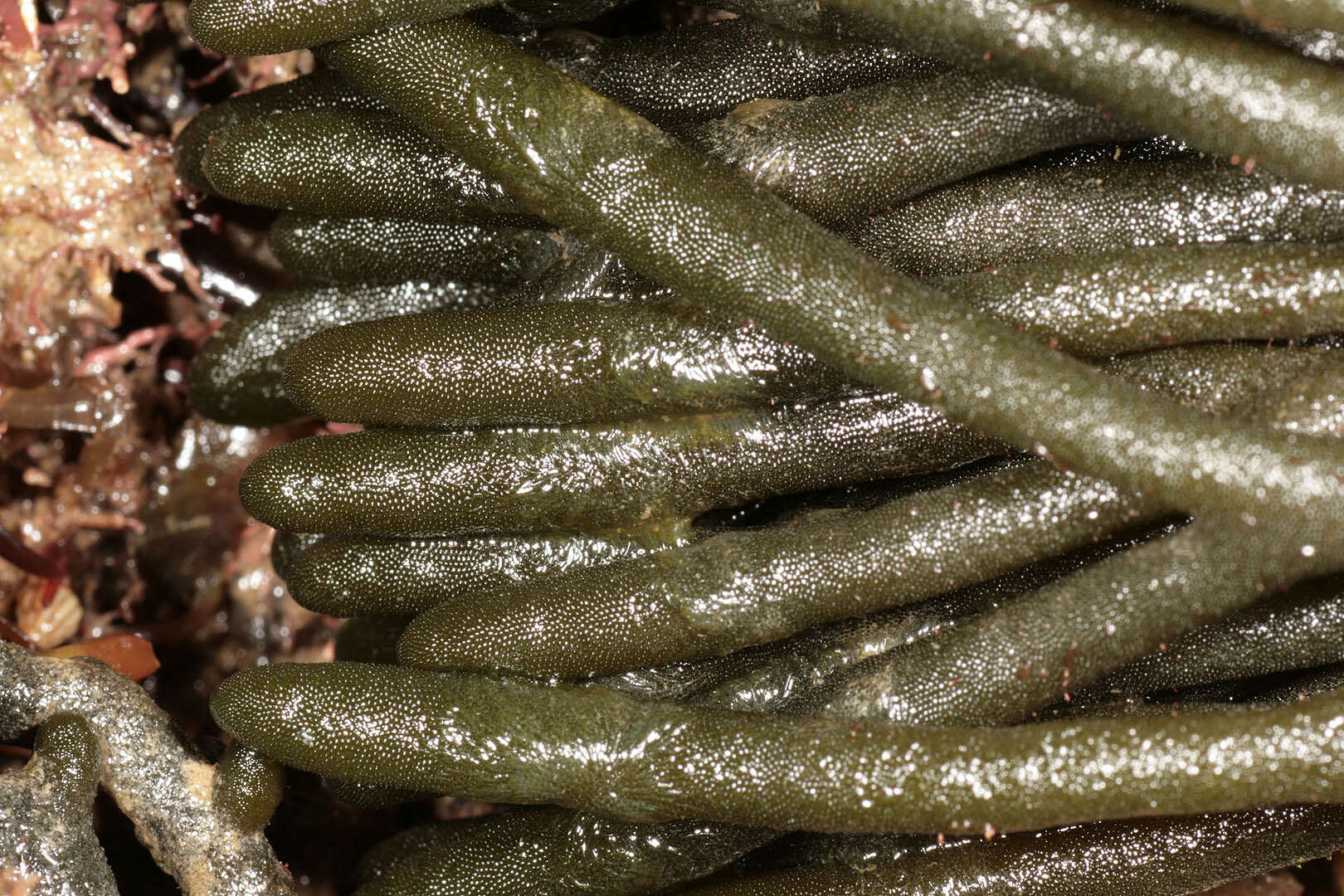 Image of dead man's fingers