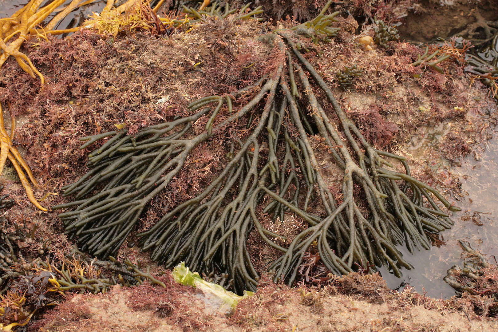 Image of dead man's fingers