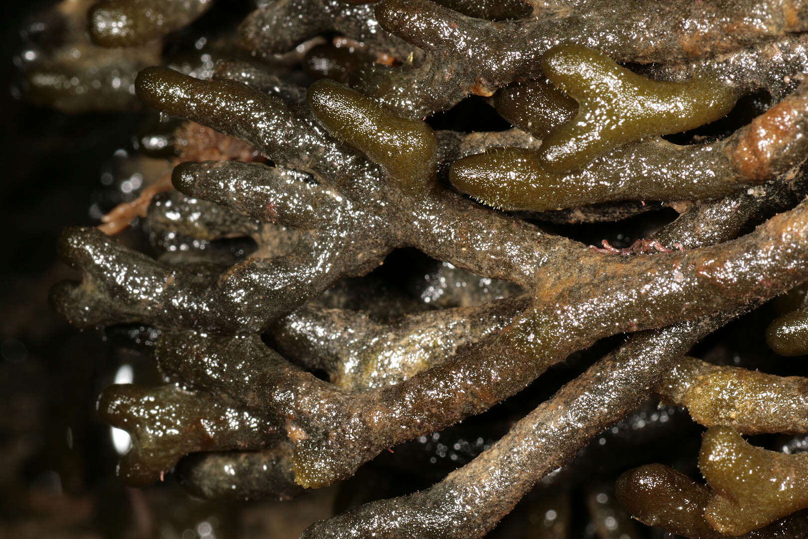 Image of Codium vermilara