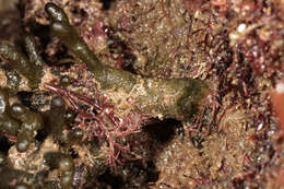 Image of Codium vermilara