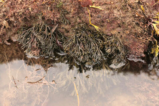 Image of Codium vermilara