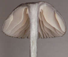 Image of Entoloma chalybeum (Pers.) Noordel. 1982