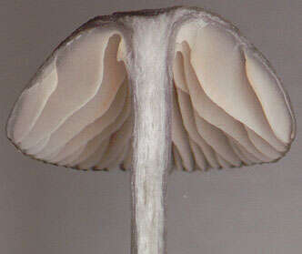 Image of Entoloma chalybeum (Pers.) Noordel. 1982