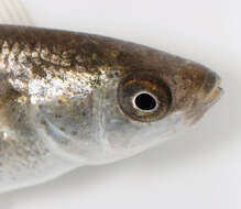 Image of Grey Mullet