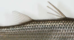 Image of Grey Mullet