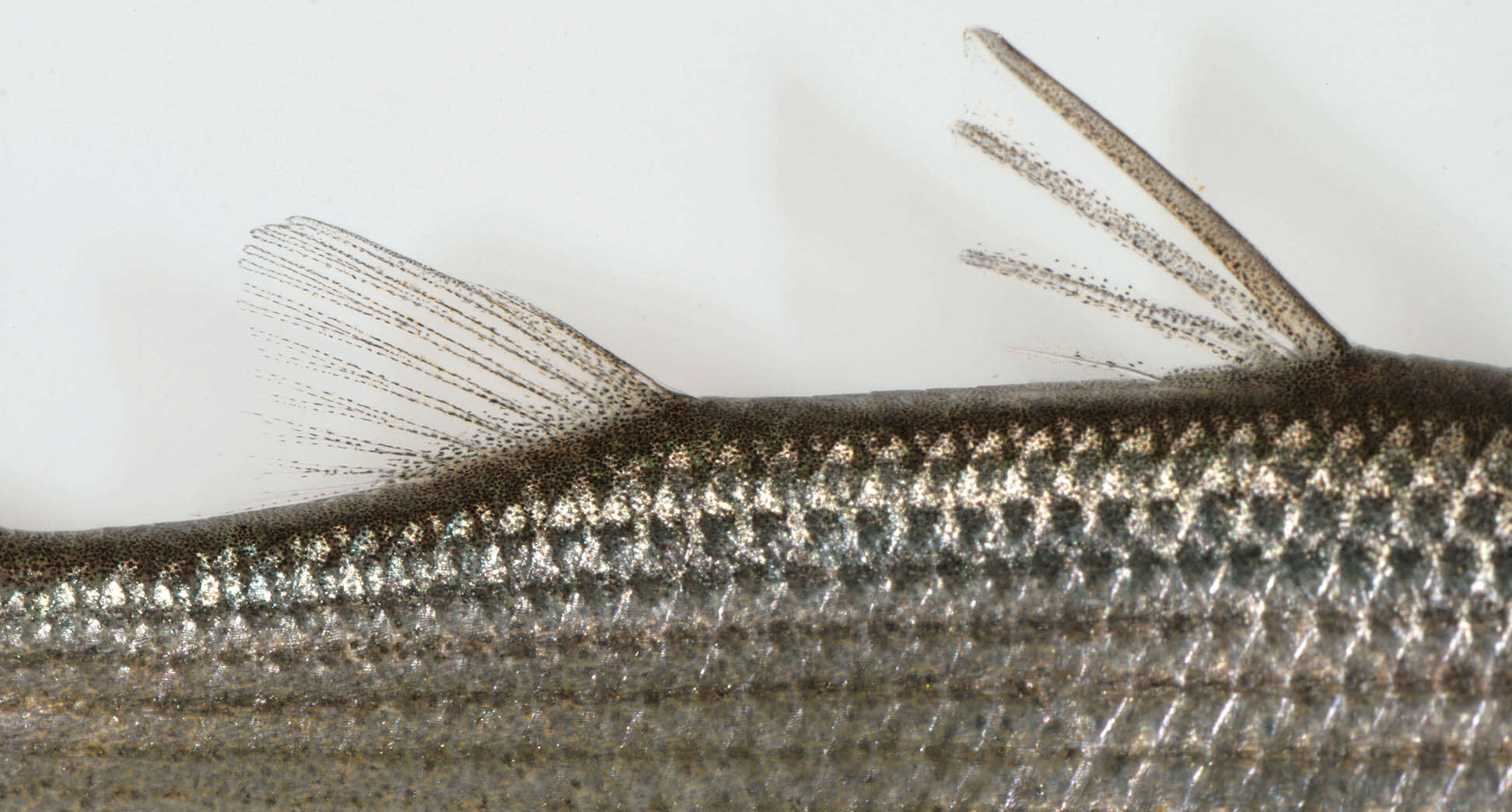 Image of Grey Mullet