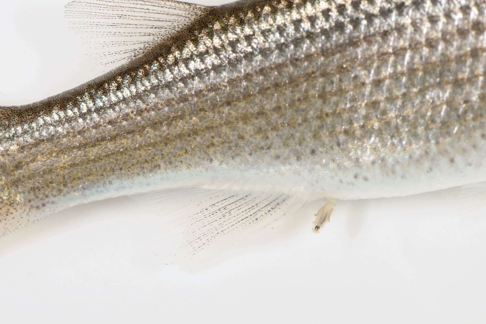 Image of Grey Mullet