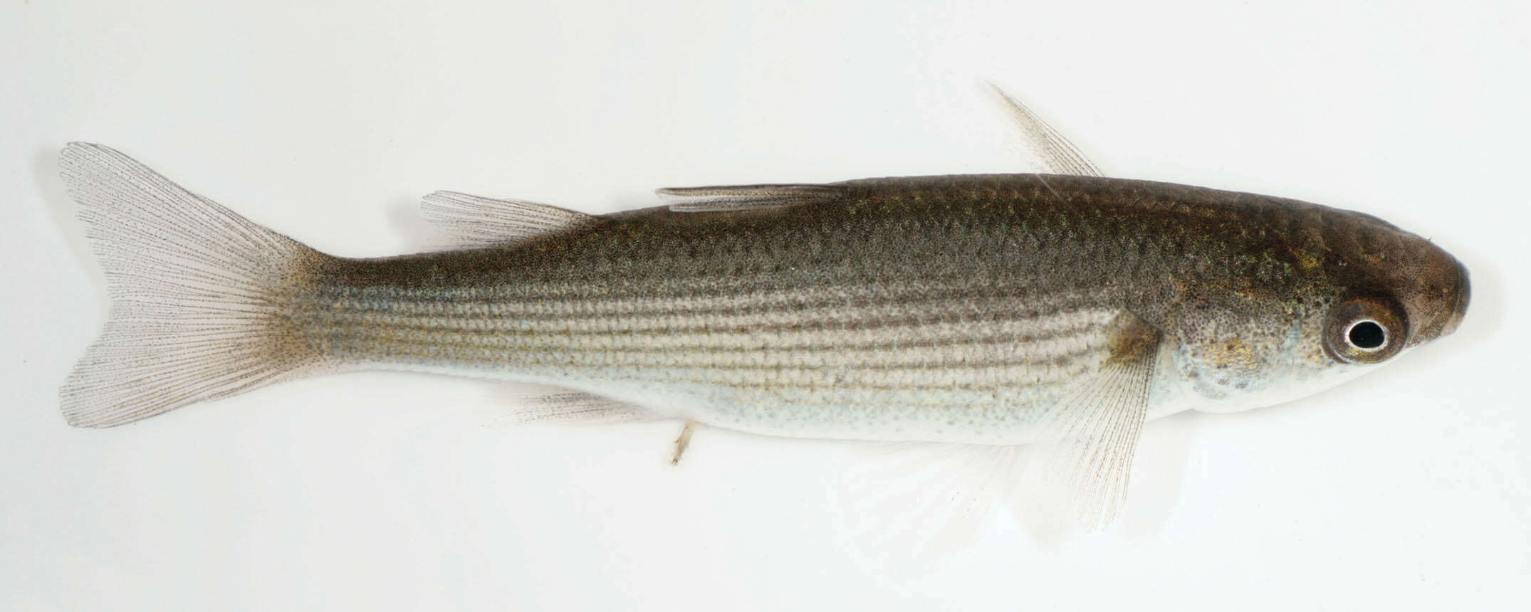 Image of Grey Mullet