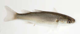 Image of Grey Mullet