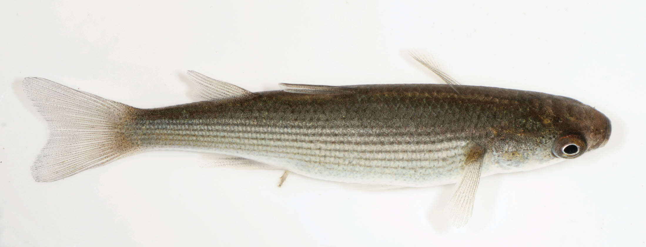 Image of Grey Mullet