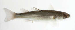 Image of Grey Mullet