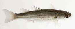 Image of Grey Mullet