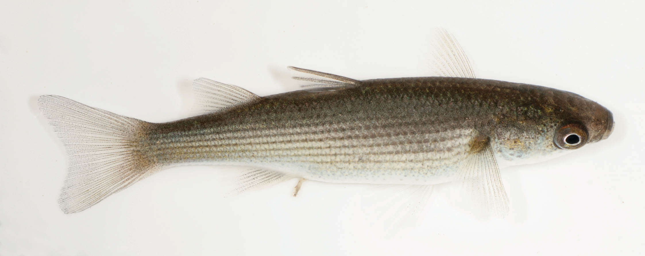 Image of Grey Mullet