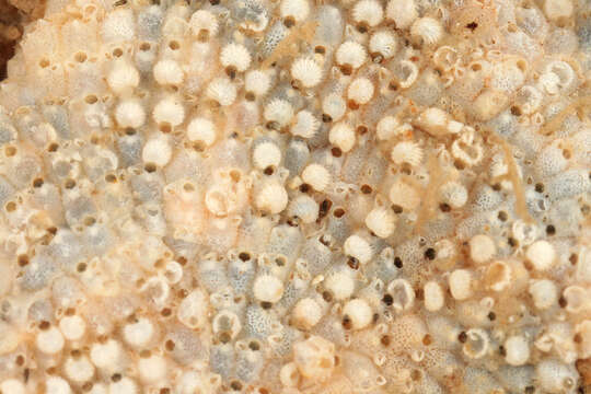 Image of Marine bryozoan