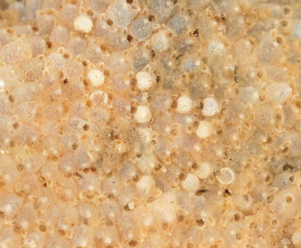 Image of Marine bryozoan