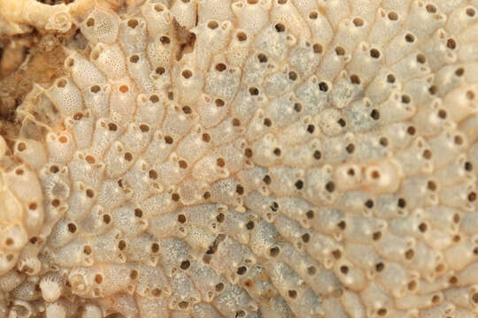 Image of Marine bryozoan