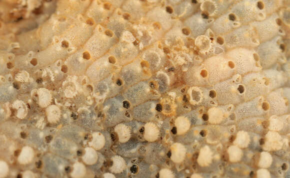 Image of Marine bryozoan