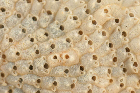 Image of Marine bryozoan