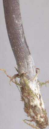 Image of Entoloma chalybeum (Pers.) Noordel. 1982