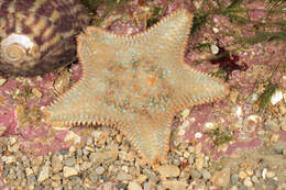 Asterina gibbosa (Pennant 1777) resmi