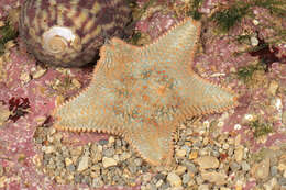 Image of cushion star