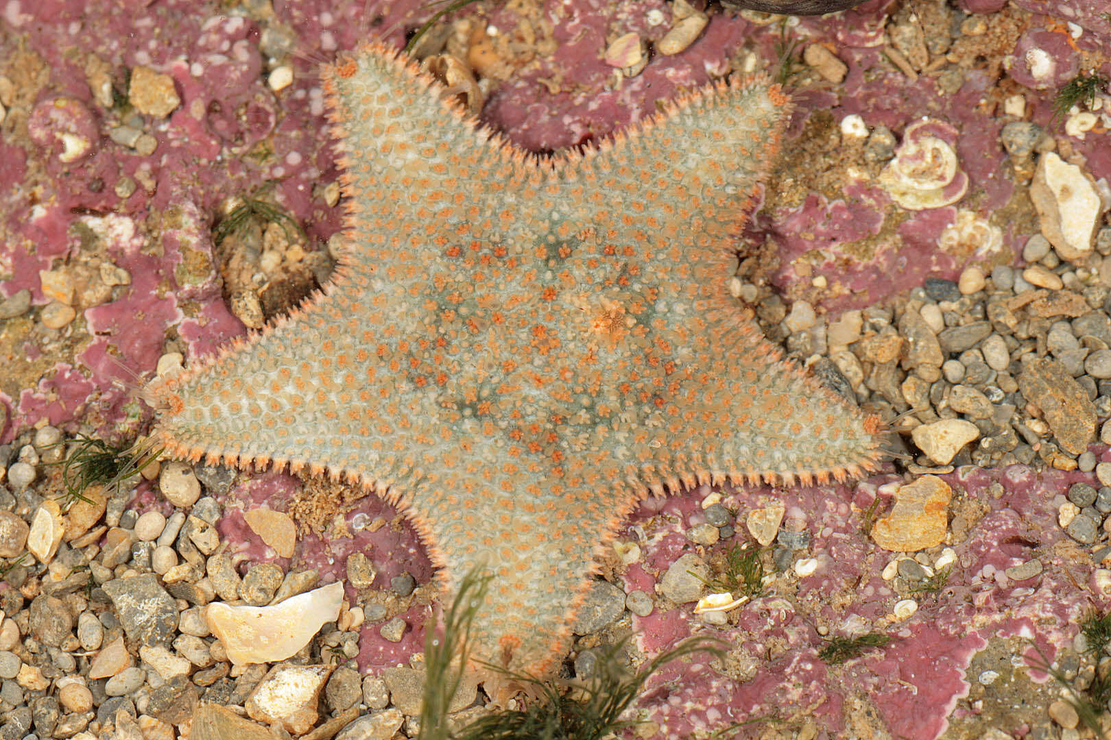 Asterina gibbosa (Pennant 1777) resmi