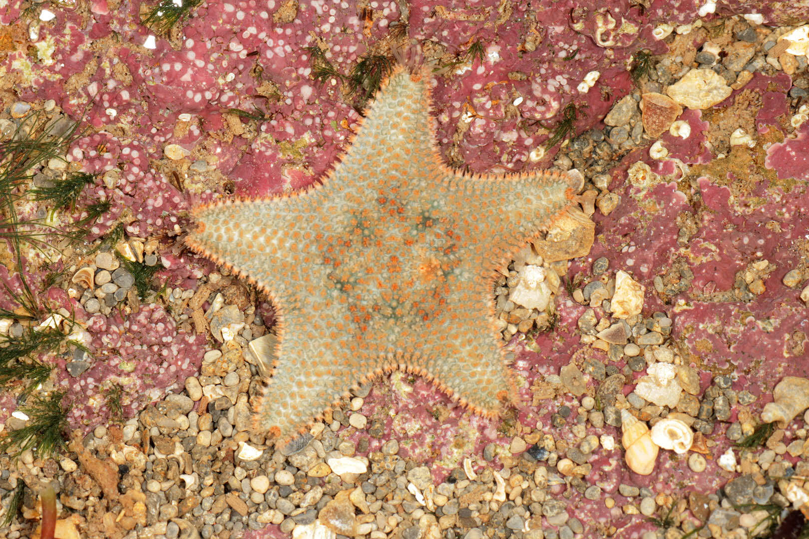 Asterina gibbosa (Pennant 1777) resmi