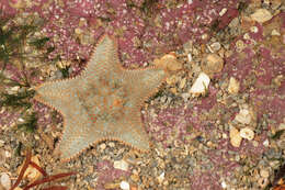 Image of cushion star