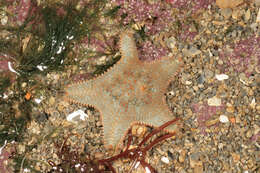 Image of cushion star