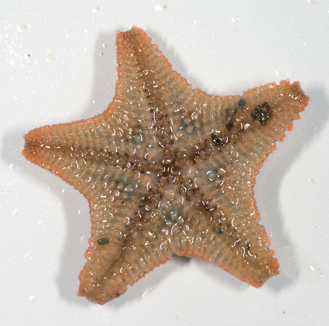 Asterina gibbosa (Pennant 1777) resmi