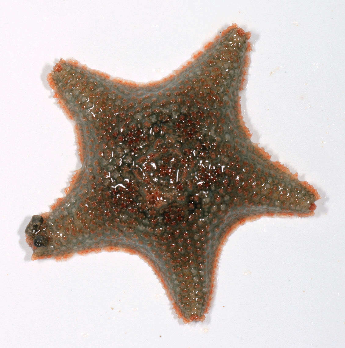 Asterina gibbosa (Pennant 1777) resmi