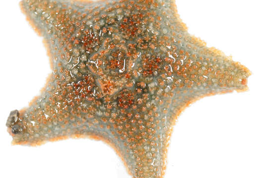 Image of cushion star