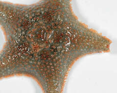 Image of cushion star